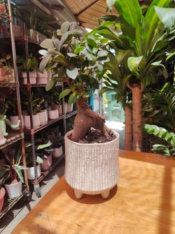 Ginseng Ficus Bonsai Tree