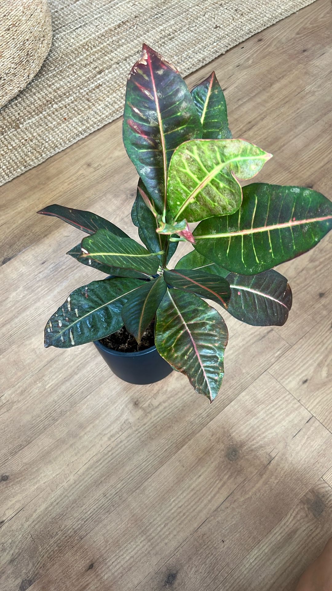 Croton Plant 🪴
