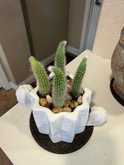 Live Monkey Tail Cactus Plant (Please read full description)