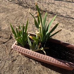 Iris Plant 