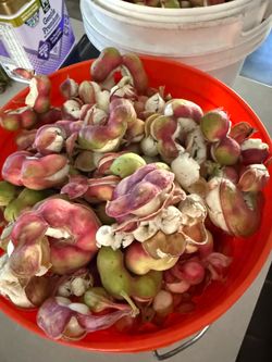 Guamuchiles