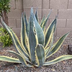 Agave American Variegated Marginata Plant Pups