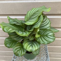 6” calathea orbifolia