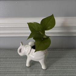 Small Plant 