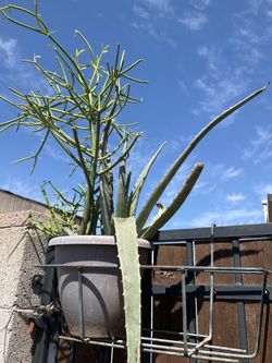 Plant items