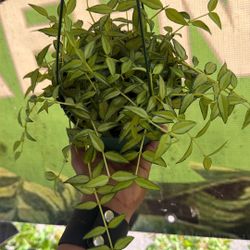 Hoya Bella Luis Bois Variegate Reverse 