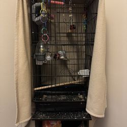 2 Parakeets and everything you need! 