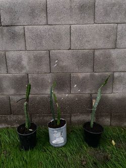 Dragon fruit plants