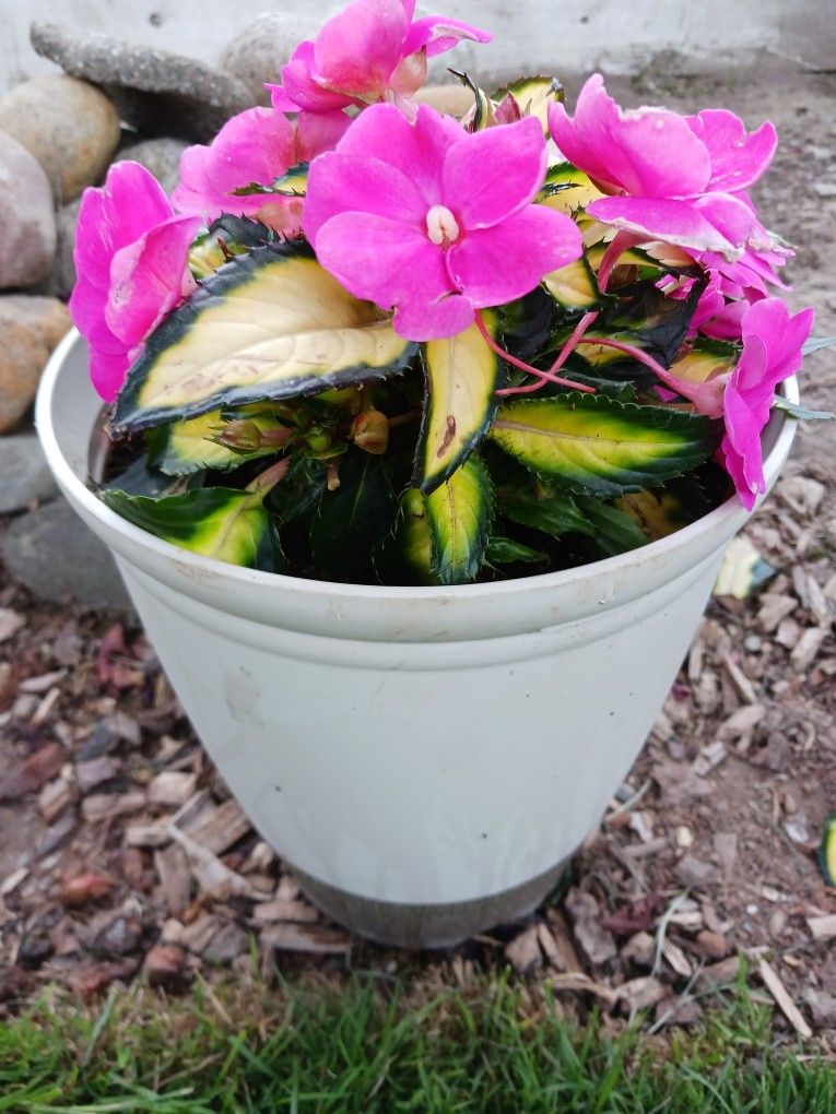 Small Flower Pot