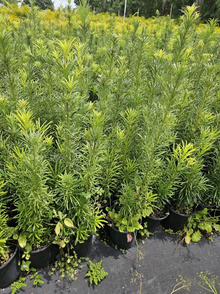 Podocarpus Minimum Qty 50 Only $6
