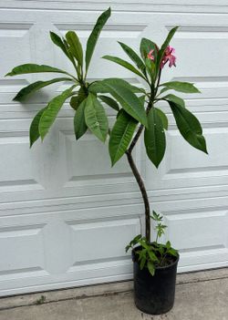 Hawaiian Plant.  Plumeria.  Planta Hawaiiana