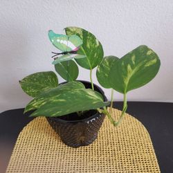 Hardy Pothos Plant With Butterfly 