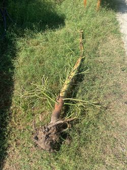 Free FireStick Plant