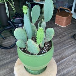 Cactus Plant.  5 Yrs Old.  $30