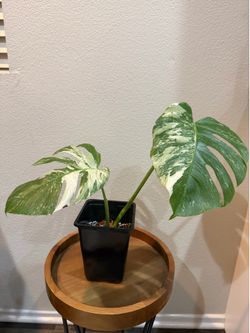 Monstera Albo Variegata plant