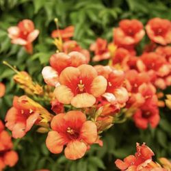 Trumpet Vine Plant