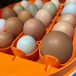 Fresh Organic Eggs  In Renton 