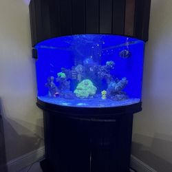 52 Gallon Salt water Tank 