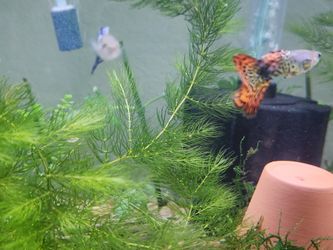 Hornwort (Ceratophyllum Demersum) – Live Aquarium Plant - $5