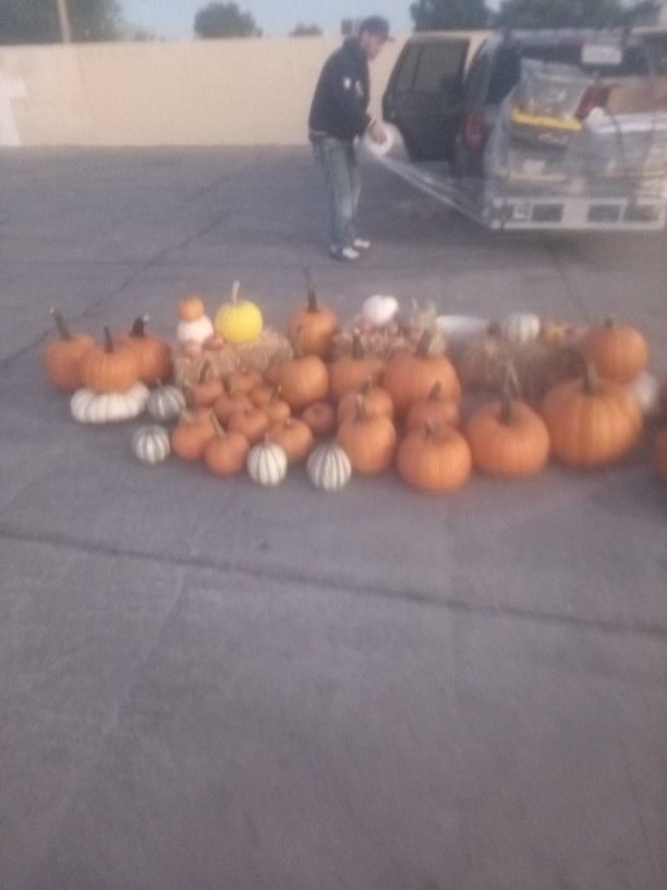 Pumpkins!! Cheap