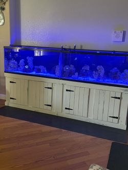 Salt Water Fish Tank 