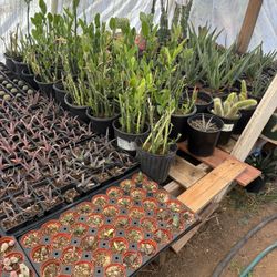 Plants For Your Garden 