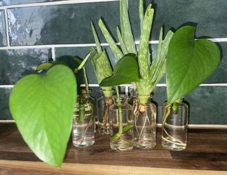 Aloe! Pothos!