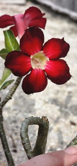 Desert rose - Adenium obesum
