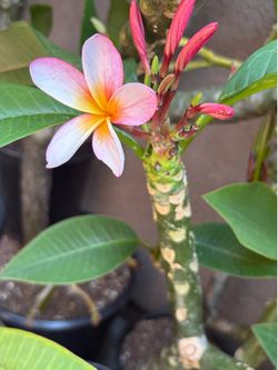 Frangipani Plumeria
