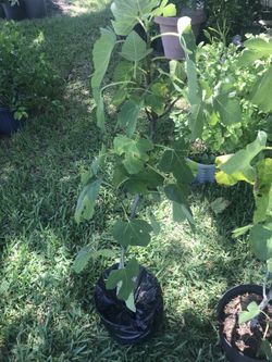 Fig tree with fruit.