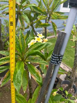 Yellow Plumeria Tree