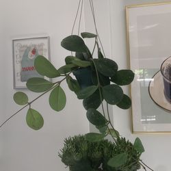 Hoya Plants