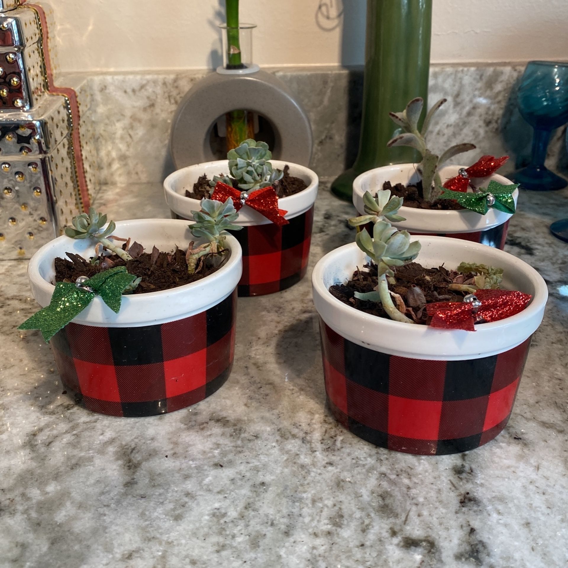 Christmas Succulents