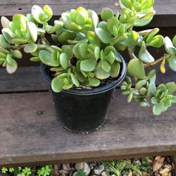 Jade Plant