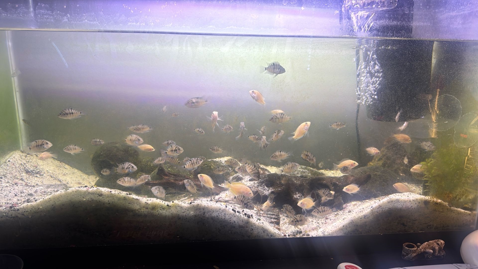 Fish tank With fish And Filter