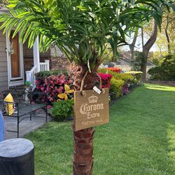 Corona palm tree