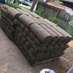 Fresh Sod 