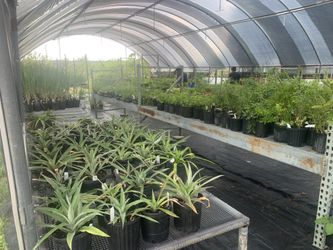 Food Producing Plants