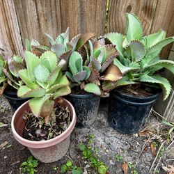 Succulents Mother Of Thousands
