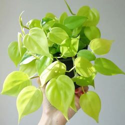 Lush Trailing Philodendron Neon Lemon Lime Plant/ House Plant/ Indoor Plant Flower Patio Garden 