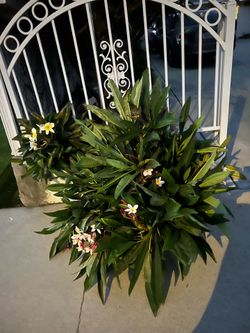 Rainbow and yellow plumeria cuttings