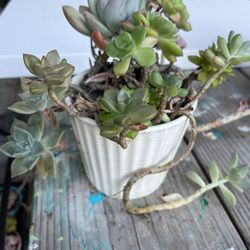 Succulent Arrangement In A Ceramic Pot $5