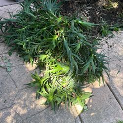 Free Plant 