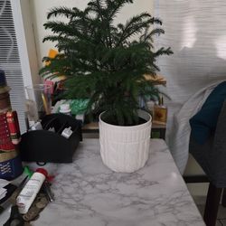 Christmas Tree Plant