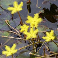 Lilies / Water Pond Plants