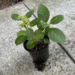 Hydrangea Plant