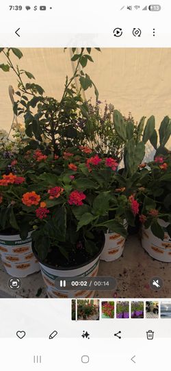 Lantana plants $4 each today