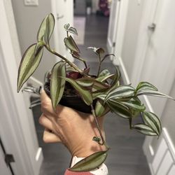 Tradescantia plant in pot young growing vibrant color