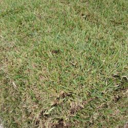 Grass Sod