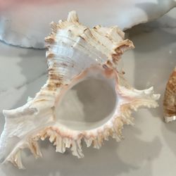 4.5” Ramos Murex Shell 